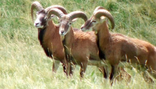 Super Besse: Rencontre avec les Mouflons du Parc Naturel du Sancy - Une Expérience Unique