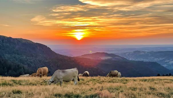Massif du Sancy - Estives : Nature Sauvage et Splendide